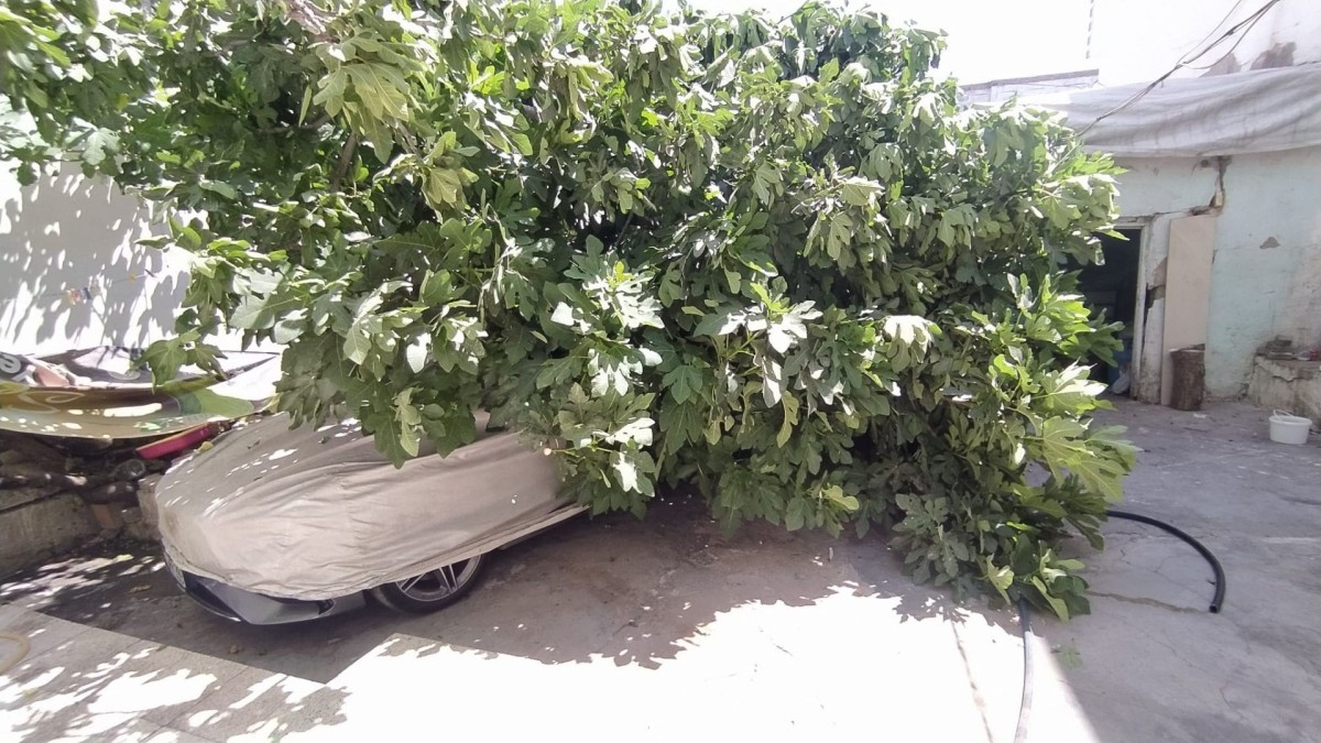 Adıyaman’da park halindeki aracın üzerine ağaç devrildi