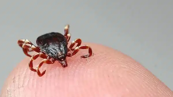 Burdur'da kenenin ısırdığı kadın hayatını kaybetti