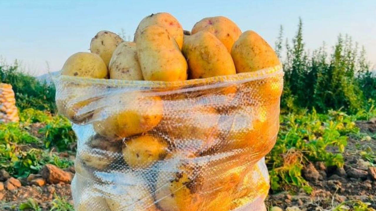 Dinar'da patates hasadı başladı: Yüksek verim üreticinin yüzünü güldürdü