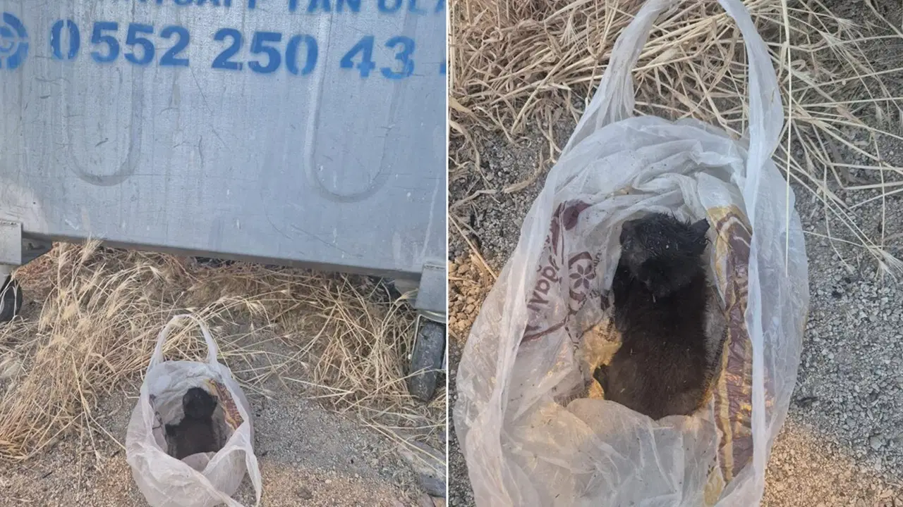 Eskişehir'de kan donduran olay: Yavru kedinin ağzını bantlayıp poşetle çöpe atmışlar