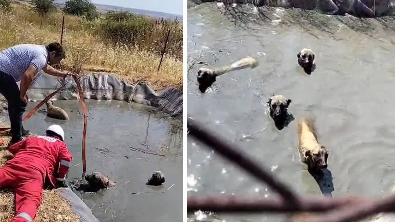 Gölette mahsur kalan 4 köpeği vatandaşlar kurtardı