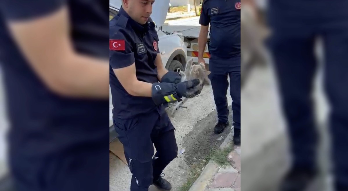 Otomobilin motor kısmına giren yavru kedi kurtarıldı  - Videolu Haber