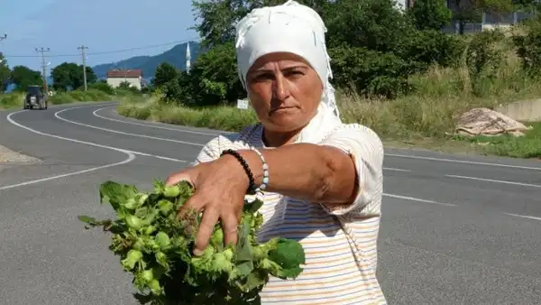 Taze Fındık tezgaha indi: Kilosu 200 TL'den alıcı bekliyor