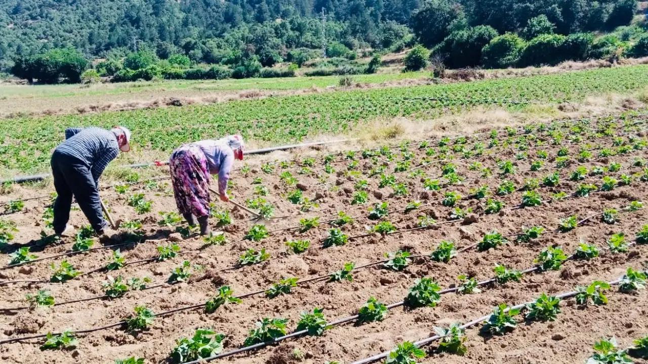 Türkiye'nin fasulye ve barbunya deposu Çamyayla'da hasat zamanı