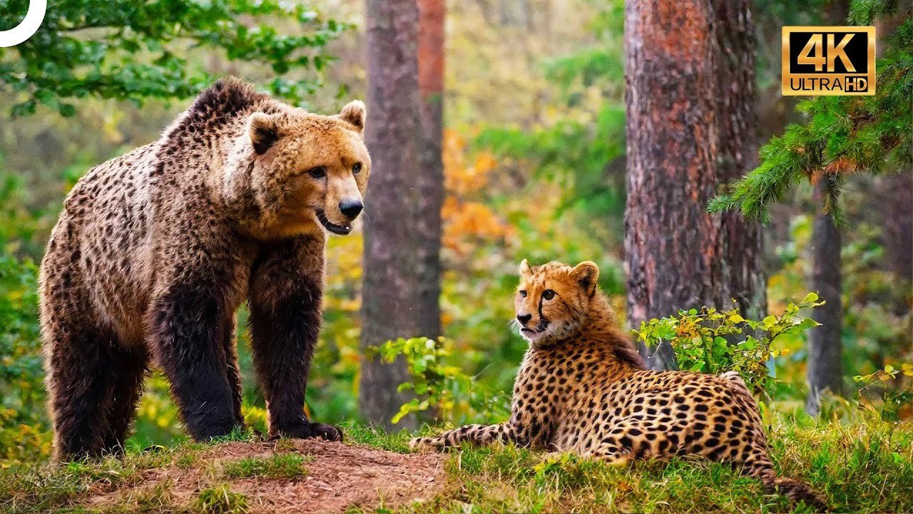 Vahşi Yaşam 1. Bölüm | Ayılar ve Çitalar